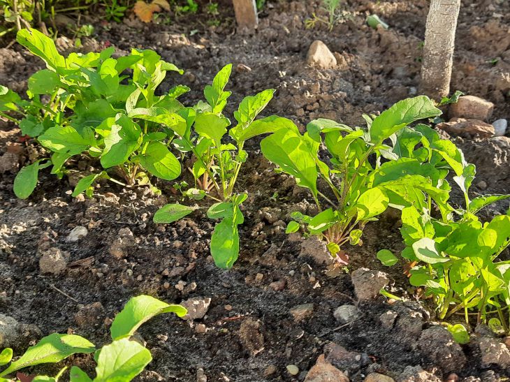 Чому капусту не можна садити після редиски: як маленький коренеплід виснажує ґрунт для своїх великих родичів - INFBusiness