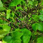 Який запах не переносять усі види попелиці: розпорошіть цей настій, і вони зникнуть за годину - INFBusiness