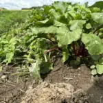 Після якої культури в грунті не залишається нічого: чорний перелік «ненажерливих» рослин - INFBusiness