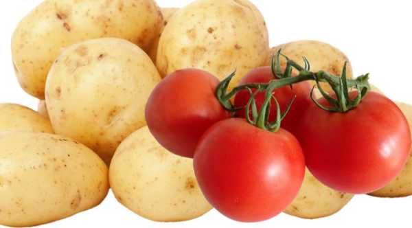 Вчені: у картоплі є спільне коріння з помідорами. - INFBusiness