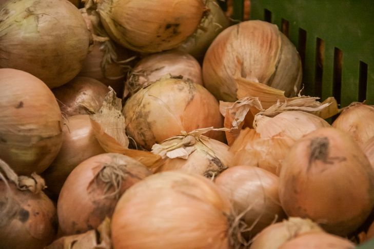 Чому цибулиння цінніша за саму цибулину: як приготувати з неї універсальне добриво і отруту для шкідників - INFBusiness