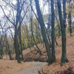 Снігопади чи відлига: метеорологи вразили осіннім передбаченням - INFBusiness