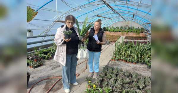 У результаті потужного ракетно-шахедного удару по Полтаві 3 жовтня найбільшої шкоди зазнало комунальне господарство «Декоративні культури», яке спеціалізується на вирощуванні квітів для прикрашання міста. Осколками ракети та вибуховою хвилею майже зруйновано три скляні оранжереї, в яких вирощували понад 10 тисяч саджанців. Значна частина продукції зникла, зокрема, рослини, які готувалися до весняної посадки в місті. Скалічені сукуленти потребують бійця: полтавці скуповують рослини з розтрощених теплиць після удару по місту - INFBusiness