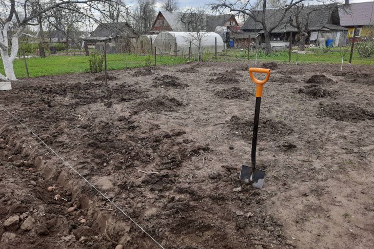 Як використовувати гірчичний порошок проти дротяника: чому це в 10 разів ефективніше від магазинної отрути. - INFBusiness