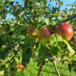 Чому сусідські дерева ломляться від плодів, а ваші — ні: різниця в одній весняній дії - INFBusiness