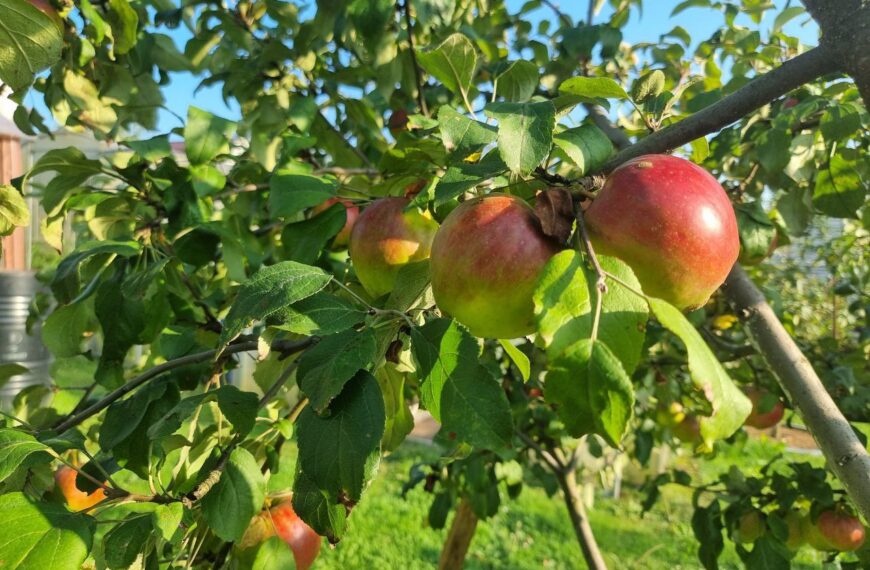 Чому сусідські дерева ломляться від плодів, а ваші — ні: різниця в одній весняній дії