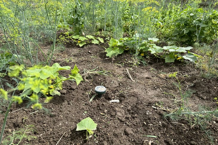 Навіщо потрібно робити «гарячі» грядки восени: який процес зігріє коріння рослин навесні без добрив - INFBusiness