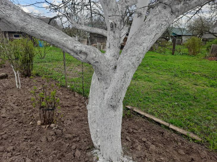 Чому не можна білити яблуні навесні: коли побілка приносить реальну користь дереву - INFBusiness