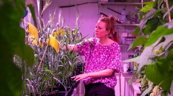 Тестують пшеницю, стійку до солоних ґрунтів. - INFBusiness