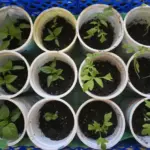 Навіщо поливати розсаду дріжджовою водою: ефект, який видно вже через 3 дні - INFBusiness