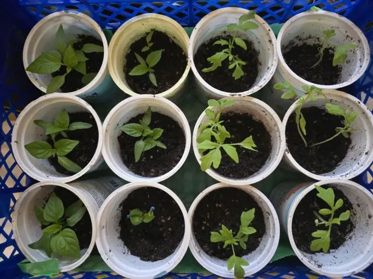 Навіщо поливати розсаду дріжджовою водою: ефект, який видно вже через 3 дні рассада