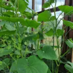 Як змусити несолодкі огірки стати солодкими: простий агроприйом для дачників і не лише - INFBusiness