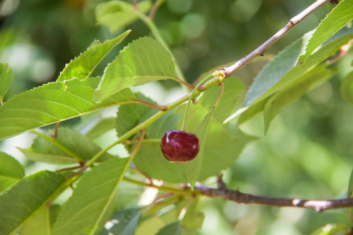 Що творить з вишнею звичайна зола: чому цей простий метод рятує від попелиці та грибка одночасно - INFBusiness