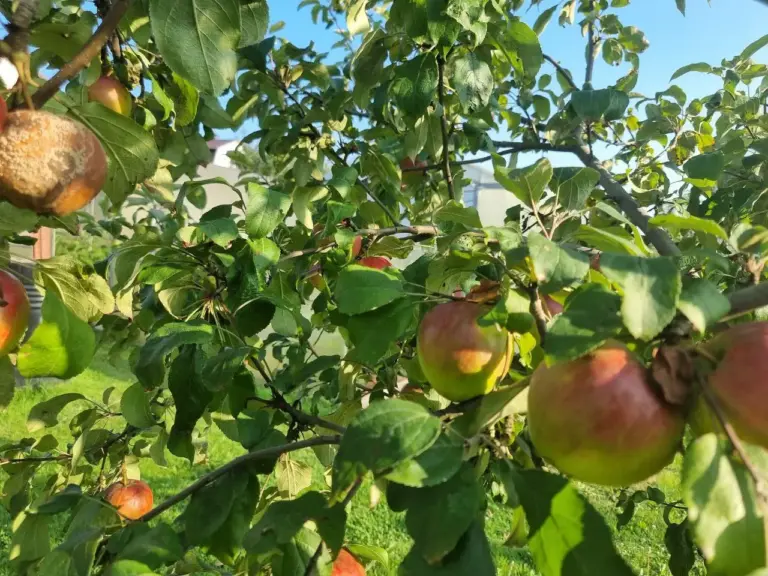 Що таке «дзиги» на яблуні і навіщо їх виламувати: як неправильні пагони крадуть весь сік у плодів - INFBusiness