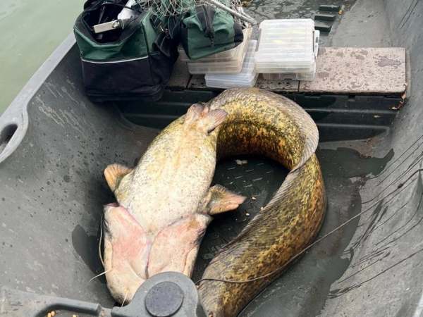 Цей сом - рекорд усього життя Івана Шевчука Велетенський сом: на Вінниччині рибалка-ветеран зловив майже двометрового сома вагою більше 40 кг. - INFBusiness