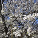 Що робити, якщо під час цвітіння стоїть дощова погода: як допомогти запиленню, коли немає бджіл - INFBusiness