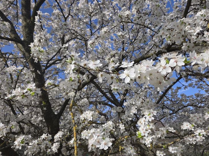 Що робити, якщо під час цвітіння стоїть дощова погода: як допомогти запиленню, коли немає бджіл дерево