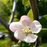 Навіщо стукати по стовбуру яблуні: грубий, але працюючий метод підвищення врожайності на 15% - INFBusiness