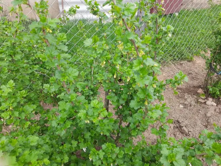 Навіщо обприскувати смородину окропом: і коли ця процедура спалить нирки, а чи не шкідників - INFBusiness