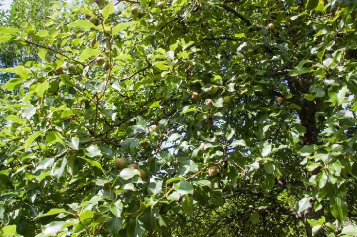 Як по листю груші визначити майбутній урожай: про що говорять жовті плями у червні - INFBusiness