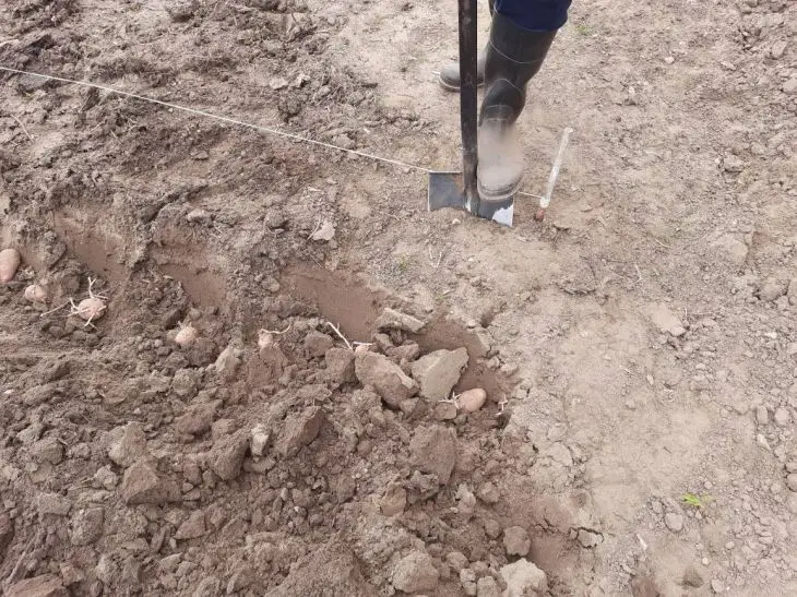 Чому картоплю садять на одному місці роками: і коли це правило перестає працювати - INFBusiness