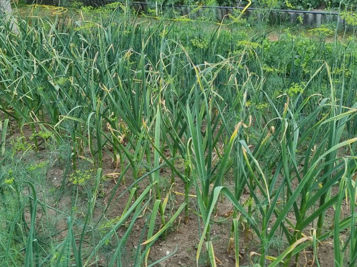 Який глибини має бути лунка для часнику: правило, яке визначає майбутній урожай - INFBusiness