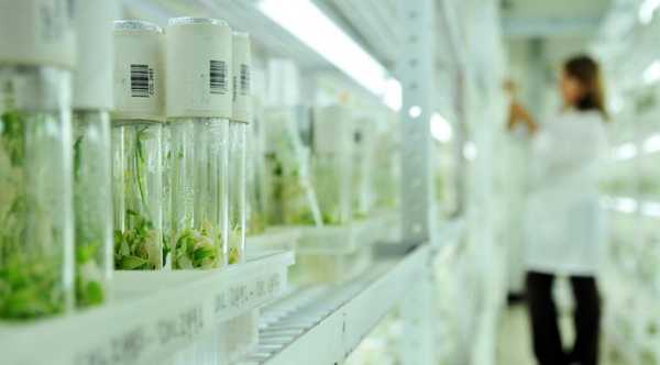 Американські селекціонери створили пшеницю, що продукує підживлення. - INFBusiness