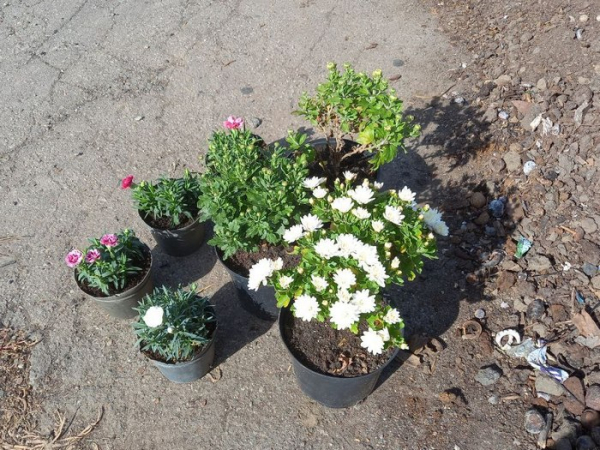 Квіти, відібрані покупчинею Скалічені сукуленти потребують бійця: полтавці скуповують рослини з розтрощених теплиць після удару по місту - INFBusiness