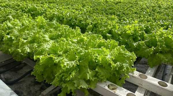 Проривна нанотехнологія здатна радикально трансформувати світове сільське господарство - INFBusiness