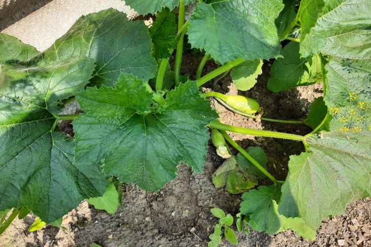 Чому огірки не можна садити після кабачків: що таке «втома ґрунту» і як його розпізнати - INFBusiness