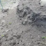 Чому мурахи тікають з вашого городу після однієї обробки: потрібен лише окріп і це бур'ян - INFBusiness