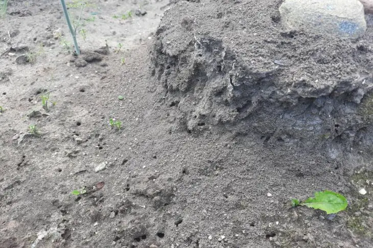 Чому мурахи тікають з вашого городу після однієї обробки: потрібен лише окріп і це бур'ян муравьи