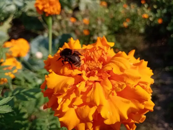 Яка рослина-репелент відлякує тлю краще за хімію: що посадити по периметру, щоб забути про шкідника - INFBusiness