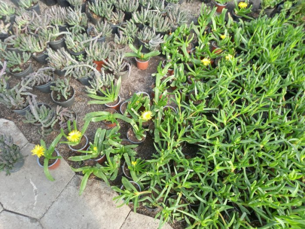 Ці квіти чекають своїх рятівників Скалічені сукуленти потребують бійця: полтавці скуповують рослини з розтрощених теплиць після удару по місту - INFBusiness