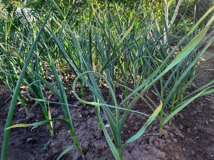 Що таке «несумісність» на городі: чому цибуля та часник — найгірші попередники для картоплі - INFBusiness