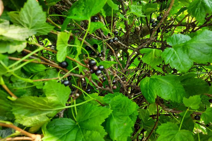 Чому мильний розчин марний проти попелиці: і який засіб прилипає до шкідника намертво - INFBusiness