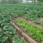 Що посадити поряд з картоплею, щоб колорадський жук забув дорогу на ваш город - INFBusiness