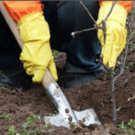 Завершення листопада: вінницькі фермери поділилися секретами підготовки ягідних рослин до зимового періоду - INFBusiness