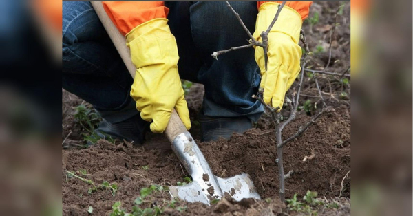 Підходять до завершення осінні місяці, і агроном Валерій з Київської області розпочав теплоізоляцію вхідних дверей перед настанням холодів. Також зайняті клопіткою працею й селяни з Вінниччини. Завершення листопада: вінницькі фермери поділилися секретами підготовки ягідних рослин до зимового періоду - INFBusiness