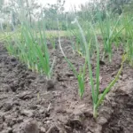 Скільки років поспіль можна садити цибулю на одному місці: агрономи назвали точну цифру - INFBusiness