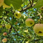 Як змусити яблуню плодоносити за допомогою одного удару: метод наших дідів - INFBusiness