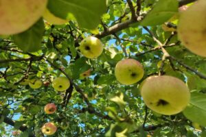 Як змусити яблуню плодоносити за допомогою одного удару: метод наших дідів