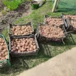 Що покласти в лунку при посадці картоплі, щоб не було дротяника: звичайний предмет із вашої комори - INFBusiness