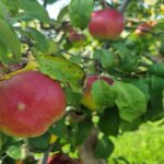 Чому яблуня не плодоносить рік за роком: головна помилка в обрізці, яку ви навіть не помічаєте - INFBusiness