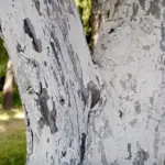 Навіщо вбивати цвях у яблуню: стародавній ритуал, який має наукове пояснення - INFBusiness