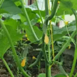 Чому огірки гинуть на тому ж місці: яку культуру-попередника потрібно уникати за всяку ціну - INFBusiness