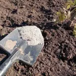 Чому зола може занапастити ваш урожай: у яких випадках найпопулярніше добриво стає отрутою - INFBusiness