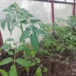 Навіщо занурювати коріння помідорів у кефір перед висадкою: секрет неймовірного приживання - INFBusiness