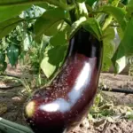 Поруч із чим саджати баклажани для рекордного врожаю: рослина-компаньйон, яка стала відкриттям сезону - INFBusiness