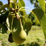 Що таке кільцювання гілок і навіщо його застосовують до груші для прискорення плодоношення: ризикований метод - INFBusiness